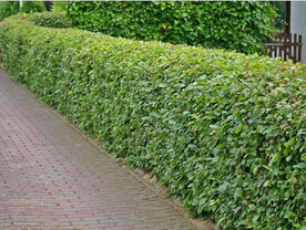 Carpinus betulus, 150-175 pot, Haagbeuk (bladverliezend)
