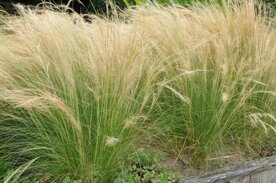 Stipa tenuissima 'Ponytails', Vedergras