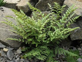 Cheilanthes lanosa, Lipvaren