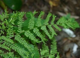 Athyrium filix-femina 'Vernoniaea Cristatum', Wijfjesvaren