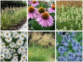 Borderpakket "Prairie Glow" voor 3m&sup2; - P9 (9x9cm)