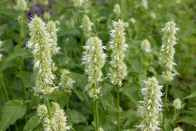 Agastache rugosa 'Alabaster', Anijsplant, Dropplant