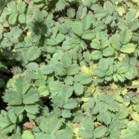 Acaena microphylla, Stekelnootje 
