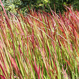 Imperata cylindrica 'Red Baron', Japans bloedgras