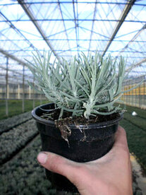 Lavandula angustifolia 'Munstead' P9, Lavendel