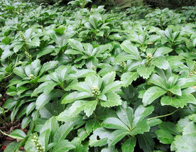 Pachysandra terminalis 'Green Carpet', Schaduwkruid