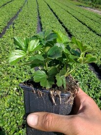 Waldsteinia ternata, Goudaardbei