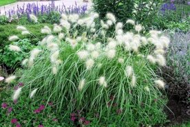 Pennisetum alopecuroides 'Little Bunny' P9, Lampenpoetsergras