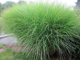Miscanthus sinensis 'Gracillimus', 20-30 P9, Prachtriet