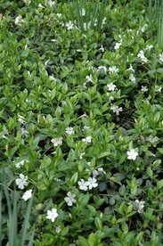 Vinca minor 'Alba', Kleine maagdenpalm
