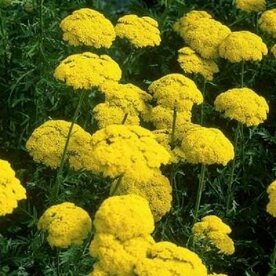 Achillea filipendulina 'Cloth of Gold', Duizendblad