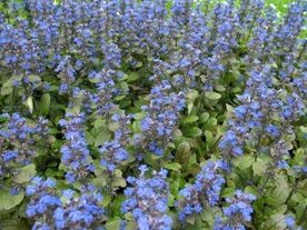 Ajuga reptans, Kruipend zenegroen