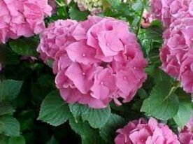 Hydrangea macro. 'Bouquet Rose', 20-40 3L, Hortensia