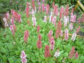 Persicaria affinis 'Kabouter' (=Polygonum),Duizendknoop