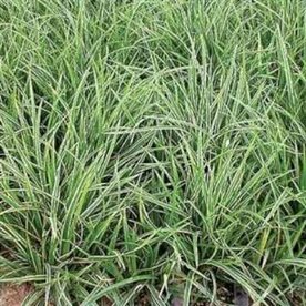 Carex morrowii 'Ice Dance', Zegge