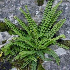 Asplenium trichomanes, Steenbreekvaren