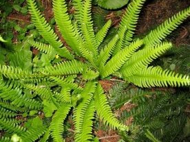 Blechnum spicant, Dubbelloof (Varen)