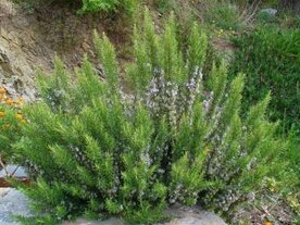 Rosmarinus officinalis, P9, Rozemarijn