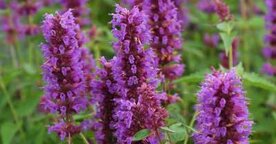 Agastache 'Blue Boa', &reg; Anijsplant, Dropplant