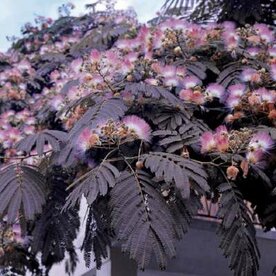 Albizia julibrissin 'Summer Chocolate', 3L, Perzische slaapboom