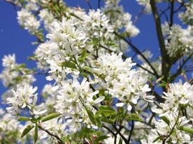 Amelanchier 'Ballerina', 125-150 pot, Krentenboompje