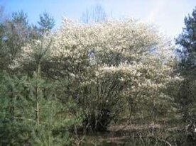 Amelanchier lamarckii, 80-100 kluit, Krentenboompje