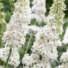 Buddleja dav. 'White Profusion', 60-80 3L, Vlinderstruik