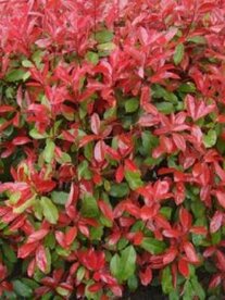 Photinia fras. 'Carr&eacute; Rouge', 30-40 3L, Glansmispel