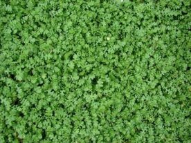 Leptinella squalida, Speldenkussenplant