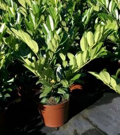 Prunus laurocerasus 'Van Nes', 30-40 3L, Laurierkers