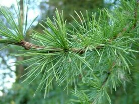 larix decidua, 1+1 40-60, Europese lork