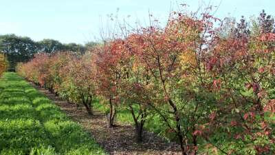 Acer griseum, 175/200 cm 70L, meerstammig