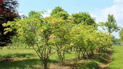 Acer japonicum 'Aconitifolium', 175-200 cm 110L, meerstammig