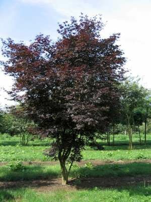 Acer palmatum 'Atropurpureum' 125-150 Pot, meerstammig,  Japanse esdoorn
