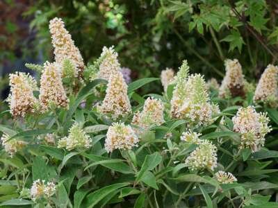 Buddleja davidii 'Butterfly Candy Little White', 20-40 3L, Vlinderstruik