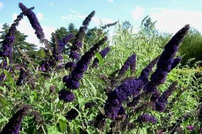 Buddleja davidii 'Black Knight', 60-80 3L, Vlinderstruik