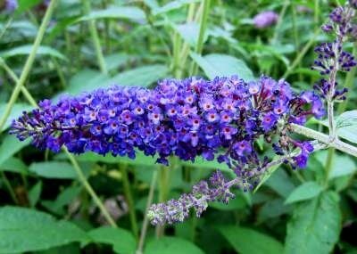 Buddleja davidii 'Empire Blue', 60-80 3L, Vlinderstruik