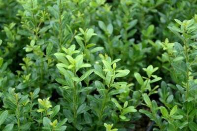 Ilex crenata 'Caroline Upright', 20-40 3L, Japanse hulst