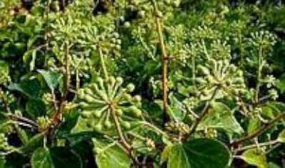 Hedera helix 'Arborescens', 20-40 3L, Struikklimop