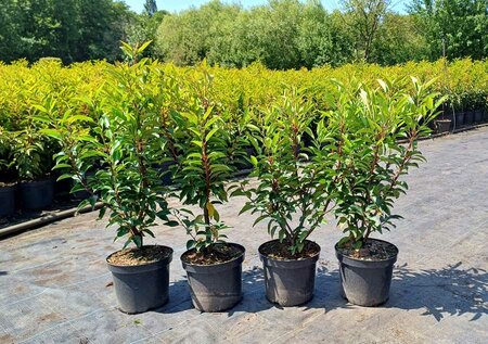 Prunus lusitanica 'Angustifolia', 40-60 10L, Portugese laurier