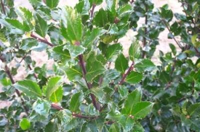 Ilex meserveae 'Blue Prince', 20-40 3L, Blauwe hulst