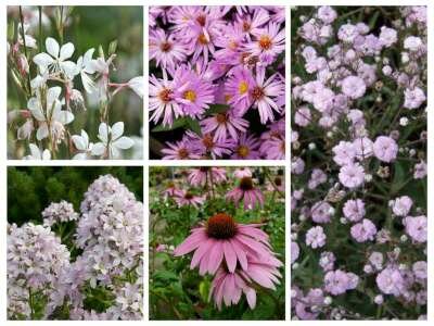 Borderpakket "Pink Blush" voor 3m&sup2; - P9 (9x9cm)