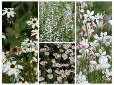 Borderpakket "Pastel Dream" voor 3m&sup2; - P9 (9x9cm)