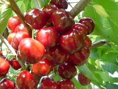 Prunus 'Regina', pot, HOOGSTAM