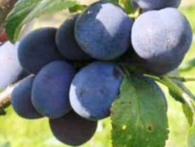 Prunus 'Czar', pot, HOOGSTAM