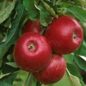 Malus 'Jonathan', pot, HOOGSTAM