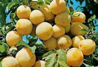 Prunus 'Reine-Claude d'Oullins', pot, HOOGSTAM