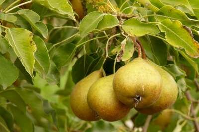 Pyrus 'Gieser Wildeman', pot, STRUIK