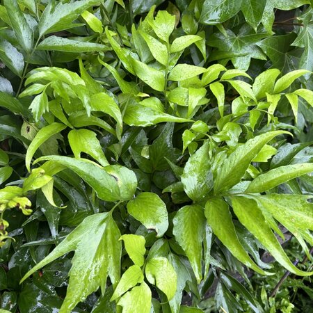 Cyrtomium devexiscapulae