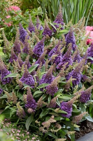 Buddleja davidii 'Butterfly Candy Little Lila', 20-40 3L, Vlinderstruik